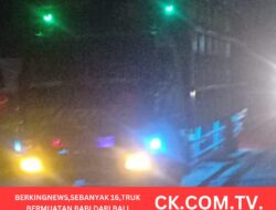 Berkingnews, Sebanyak 16 Truk Bermuatan Babi Dari Bali Melewati Jalan Trans Kalimantan Hingga Membuat Bau Tak Sedap