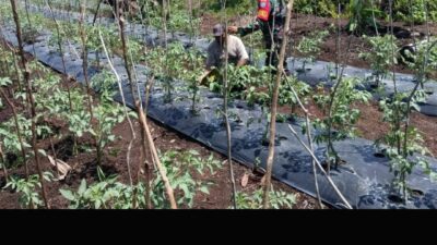 Tingkatkan Hanpangan Babinsa Pelimpaan Komsos Bersama Petani Tomat