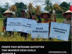 Panen Padi Bersama Gapoktan Tani Makmur Desa Kuala Mandor B,