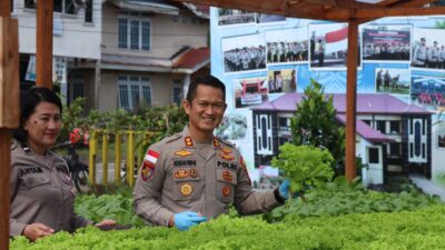 Kapolres Kapuas Hulu Panen Sayuran Hortikultura di Perkarangan Bergizi.