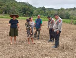 Wujud dukungan Polri terhadap ketahanan pangan Pamatwil Mempawah Hulu cek lahan penanaman jagung.
