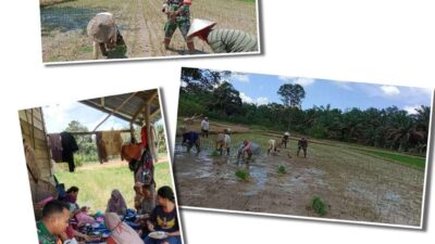 Kebersamaan Babinsa 1209-06/Ledo Dengan Kelompok Tani Dalam Penanaman Padi