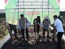 Penanaman Jagung Serentak Kuartal III, Kapolres Bersama Forkopimda Ketapang Kompak Tanam Bibit Jagung di Muara Pawan