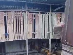 Judi Sabung Ayam Kembali Marak di Putussibau, Dugaan Kebal Hukum Menguat