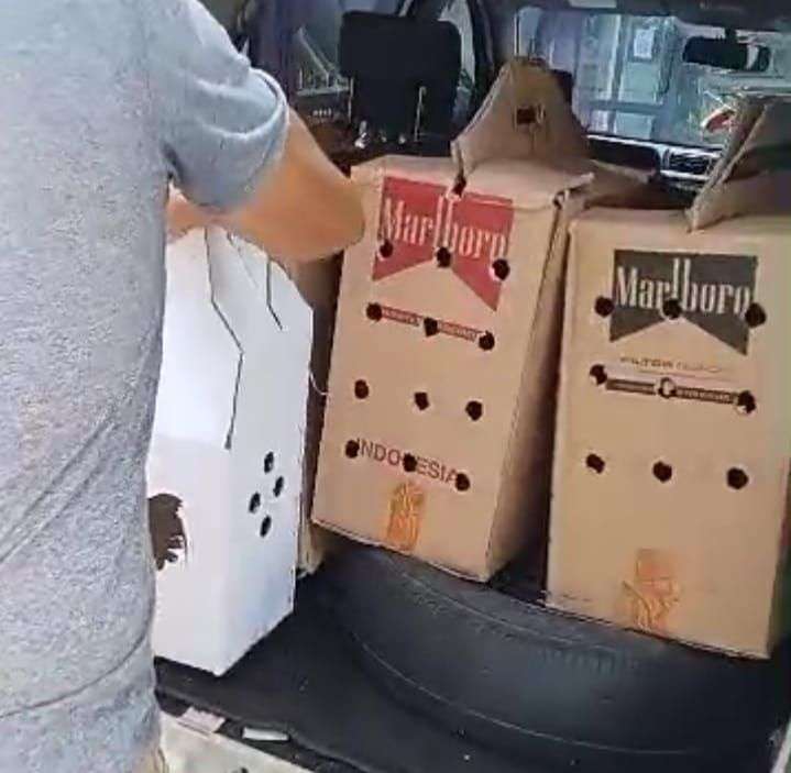 Judi Sabung Ayam Kembali