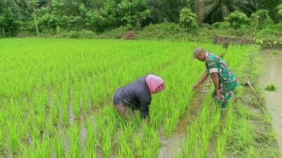 Babinsa Turun ke Sawah, Rawat Harapan Petani di Ulee Gampong