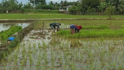 Dari Persemaian ke Sawah, Babinsa Dampingi Petani Siapkan Awal Musim Tanam