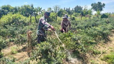 Dukung Ketahanan Pangan, Babinsa Turun Tangan Bantu Petani Merawat Tanaman Cabai