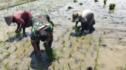 Babinsa Kodim 0103/Aceh Utara Turun Turunkan Tangan Tanam Padi Bersama Petani