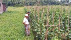 Tingkatkan Hasil Pertanian Warga, Babinsa Koramil 23/Nisam Pendampingan Petani Timun