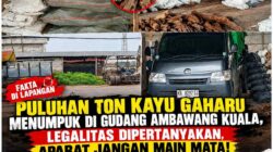 Puluhan Ton Kayu Gaharu Menumpuk di Gudang Ambawang Kuala, Legalitas Dipertanyakan, Aparat Jangan Main Mata!