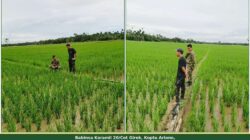 Di Tengah Padi yang Menghijau, Babinsa Cot Girek Sambangi Sawah Petani