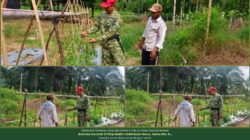 Dari Kebun Cabai hingga Tomat, Babinsa Geureudong Pase Dampingi Petani Jaga Harapan Panen