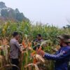 Terus Dorong Ketahanan Pangan Perbatasan, Panen Jagung Hibrida di Entikong Tembus 15,36 Ton/Ha