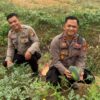 Terus Dorong Jajaran Perkuat Ketahanan Pangan, Polres Melawi Sulat Lahan Tidur Jadi Area Produktif